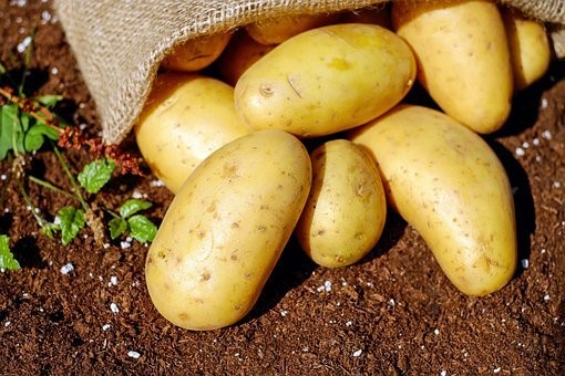  O produto orgânico: Perguntas e Respostas